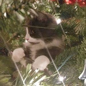 Meet your Posher, Joan